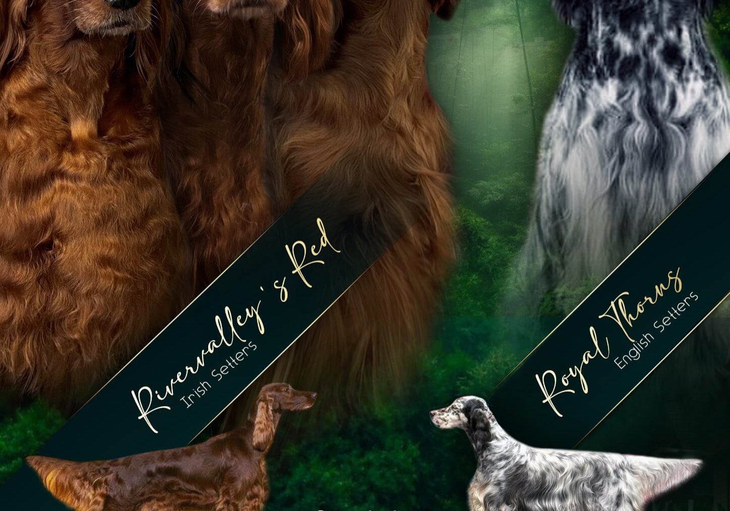 Advertentie Ierse & Engelse Setter kennel 2