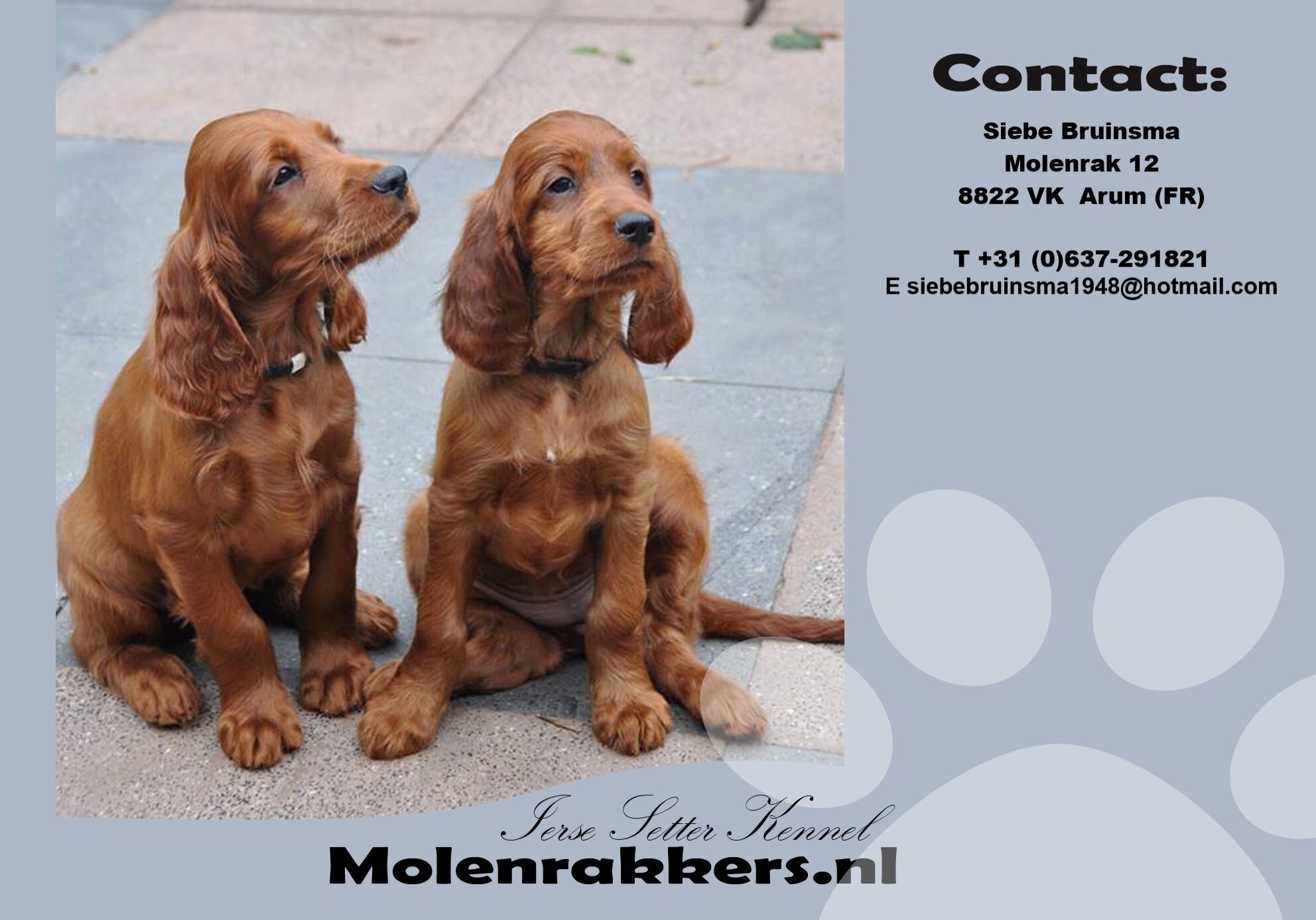 Molenrakkers 2025 Nieuw Molenrakkers 2025 Nieuw